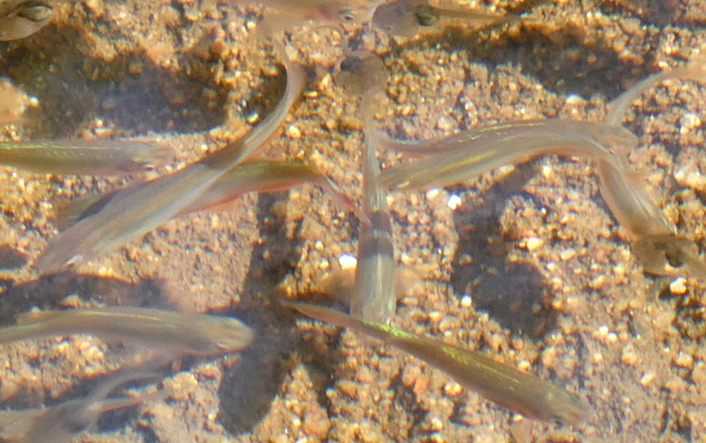 Rose danio (Danio roseus) — Cyprinidae