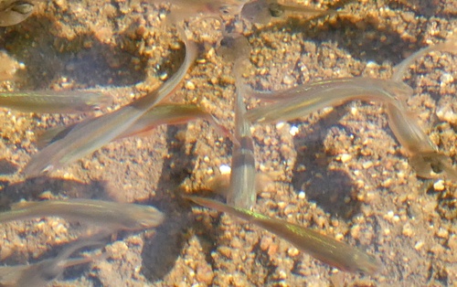 Rose danio (Danio roseus) — Cyprinidae