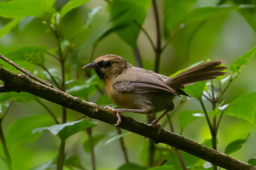 Black-chinned Babbler (Cyanoderma pyrrhops), photo 5