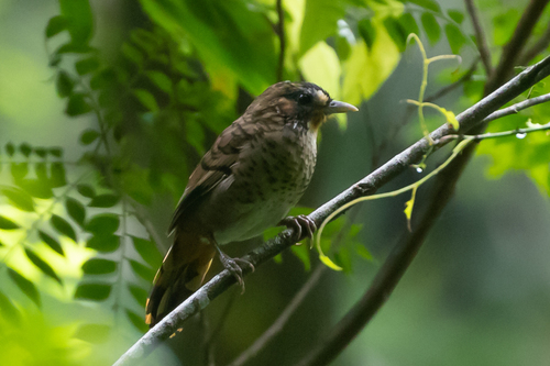 Rufous-chinned Laughingthrush (Ianthocincla rufogularis), photo 5