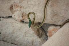 Leptophis mexicanus