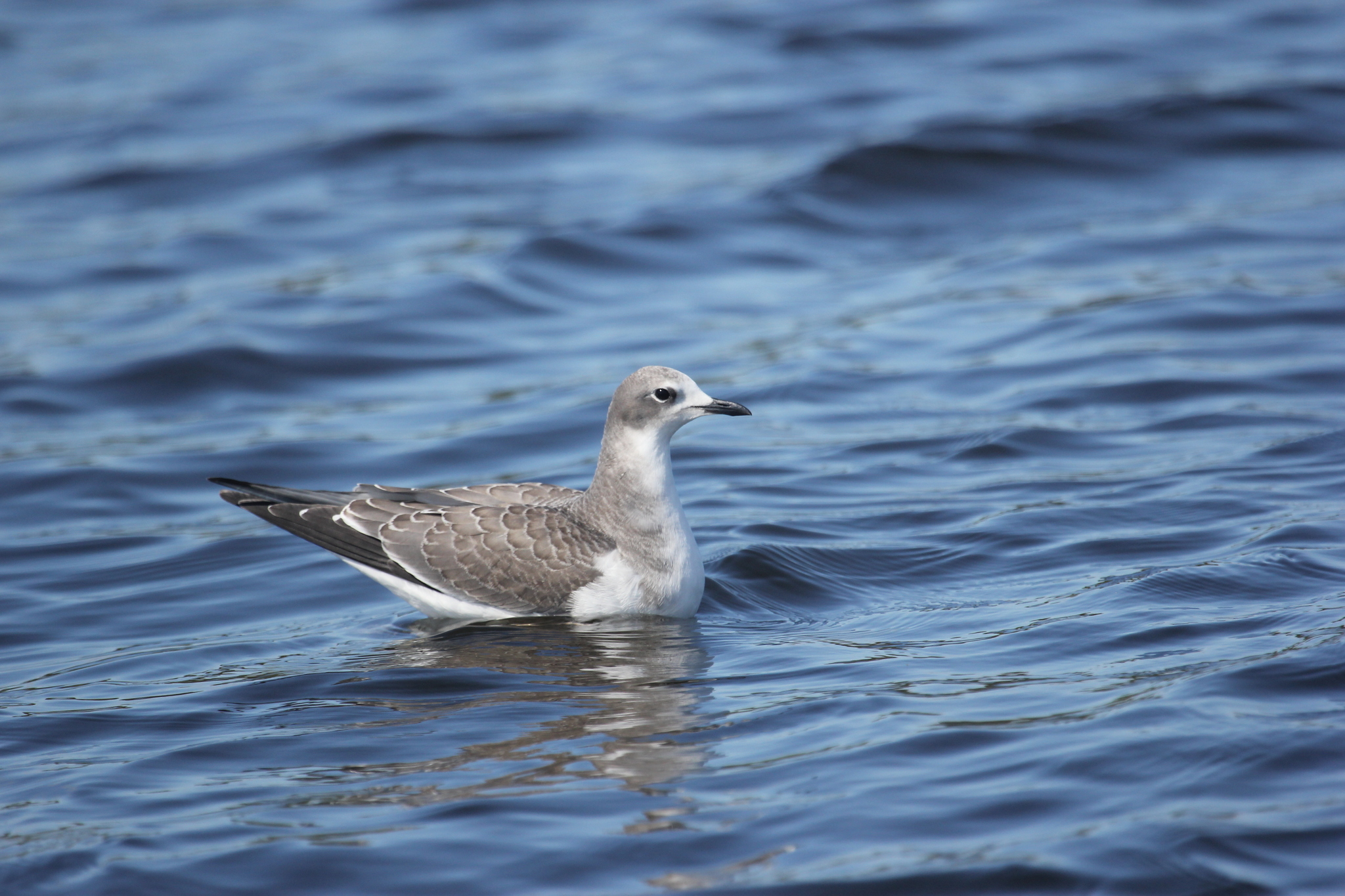 Sabine's Gull (Xema sabini)