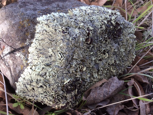 iNaturalist observation photo of rock shield lichens