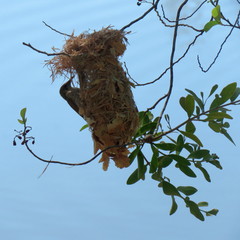 Ramsayornis modestus