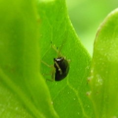 Halticini