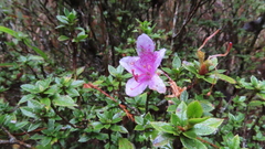 Rhododendron noriakianum
