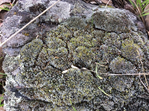 iNaturalist observation photo of Grimmia