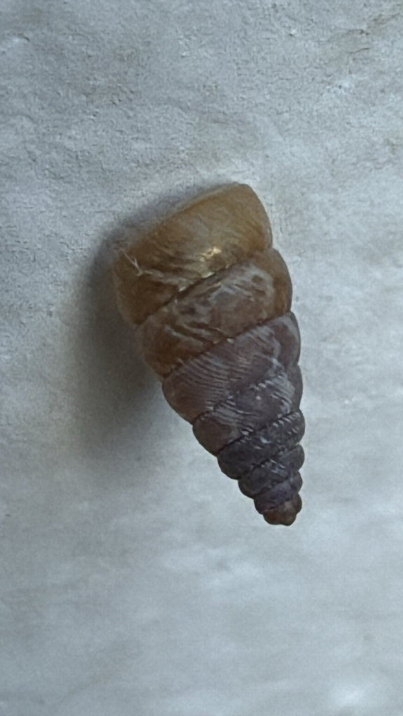 Microceramus bonairensis