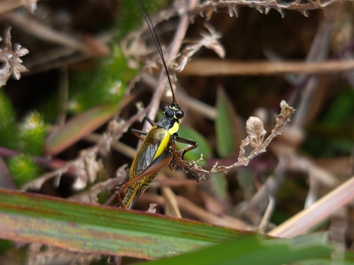 Nisitrus musicus observed 2025-07-25