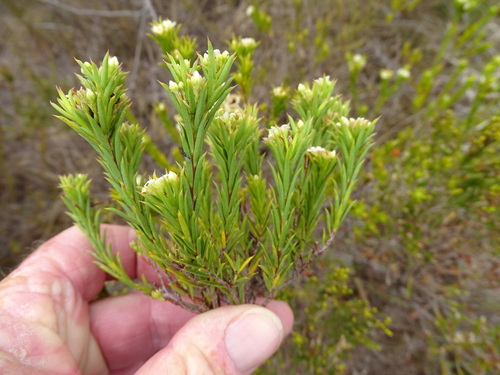 Fine Bitterbuchu (Diosma aristata)