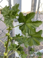 Malva parviflora