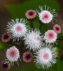 Ageratina viscosissima