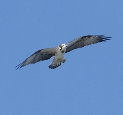 Avistamiento Águila pescadora (Marismas Tinto-Odiel)