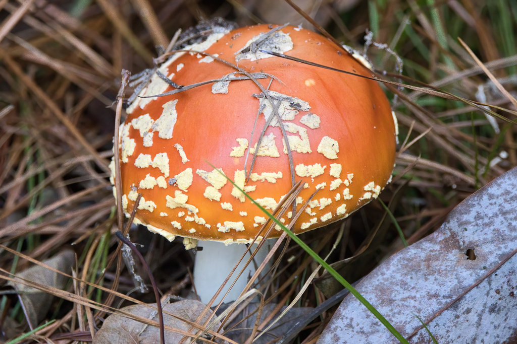 Amanita persicina · December 2025 · photo: © mcferny (iNaturalist, cc-by)
