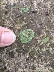 Ricciaceae