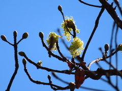 Sassafras randaiense