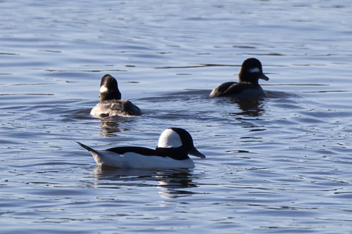 Bufflehead photographed in Mississippi