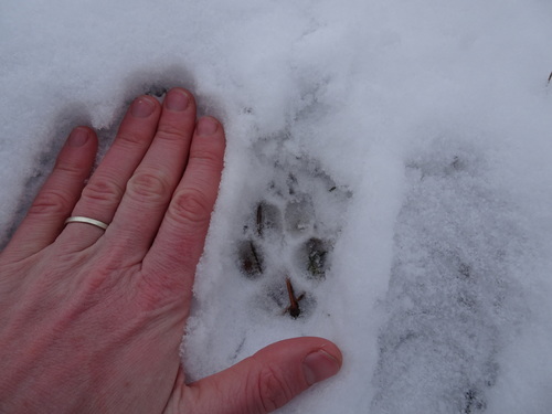 Coyote photographed in Kansas