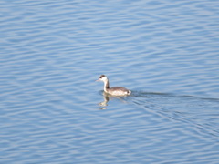 Podiceps cristatus