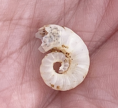 Spirula spirula