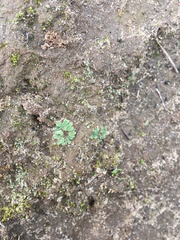 Ricciaceae