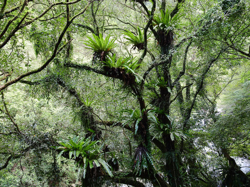 Asplenium antiquum iNat (1)