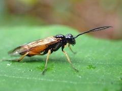 Apethymus filiformis