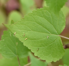 Ageratina viscosissima