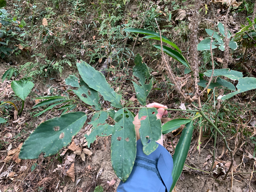 Asian foxtail (Uraria crinita)