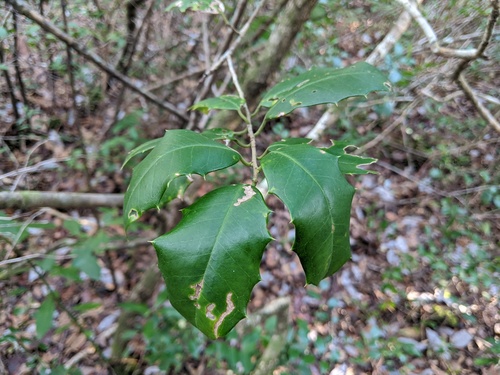 Ilex opaca