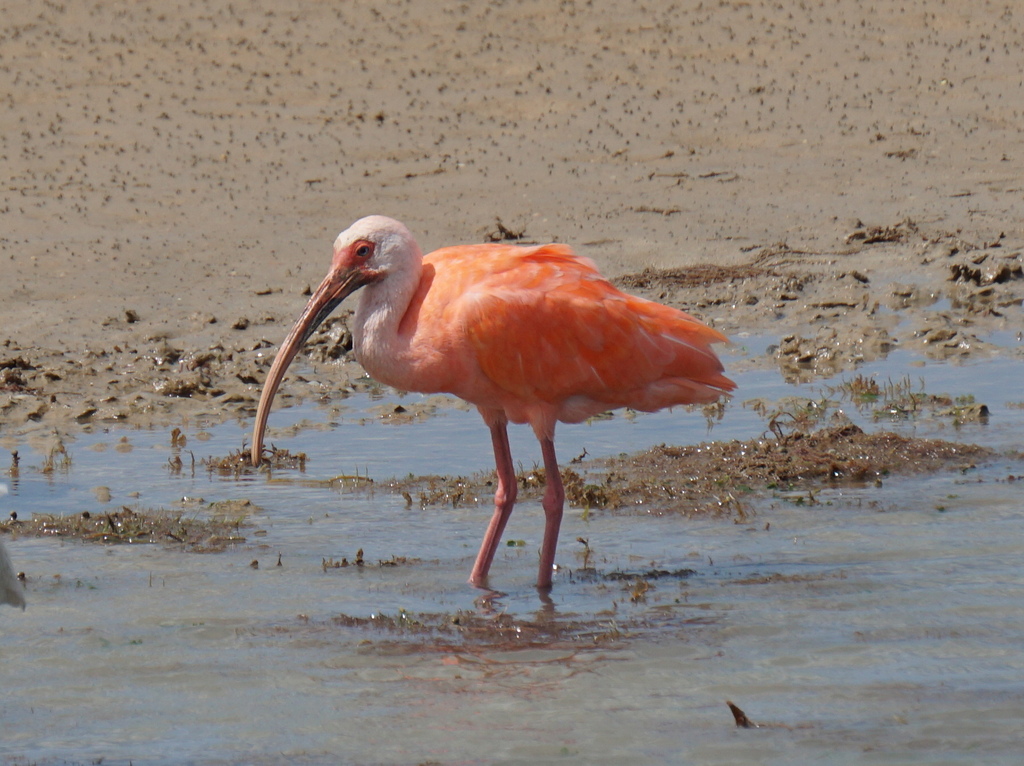 White × Scarlet Ibis