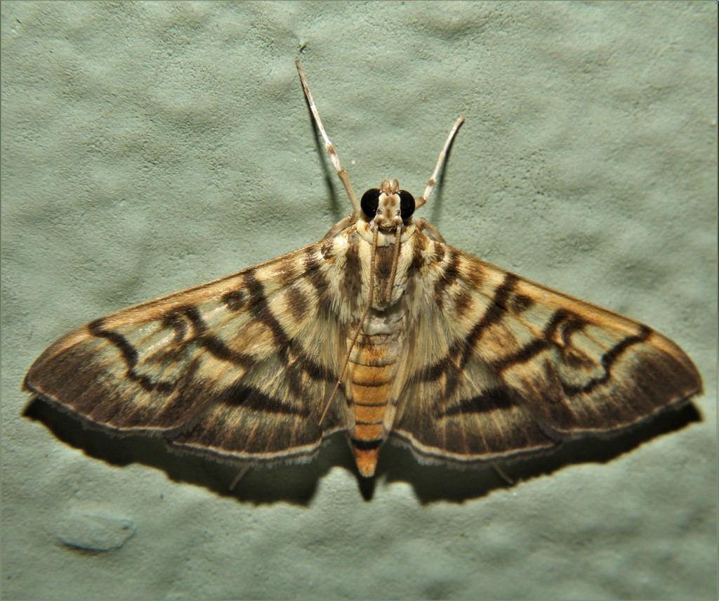 Arthromastix lauralis