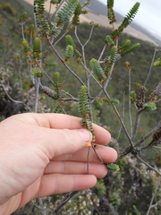 Melaleuca orbifolia, photograph (c) Em Lamond, some rights reserved (CC BY)