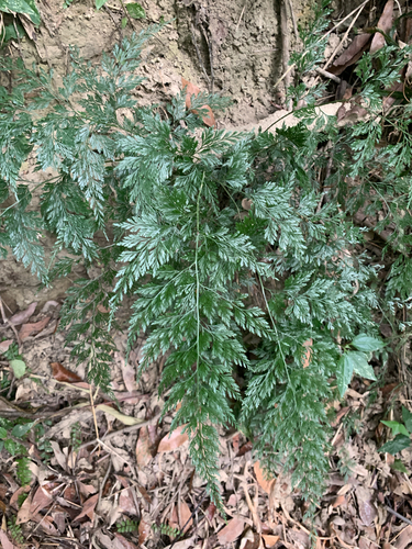 Sichuan lace (Onychium japonicum)