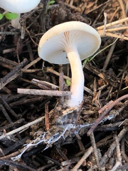 Agaricales