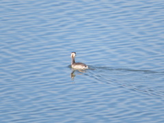 Podiceps cristatus