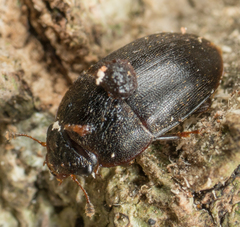 Cryptarcha