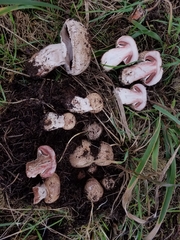 Agaricus pattersoniae