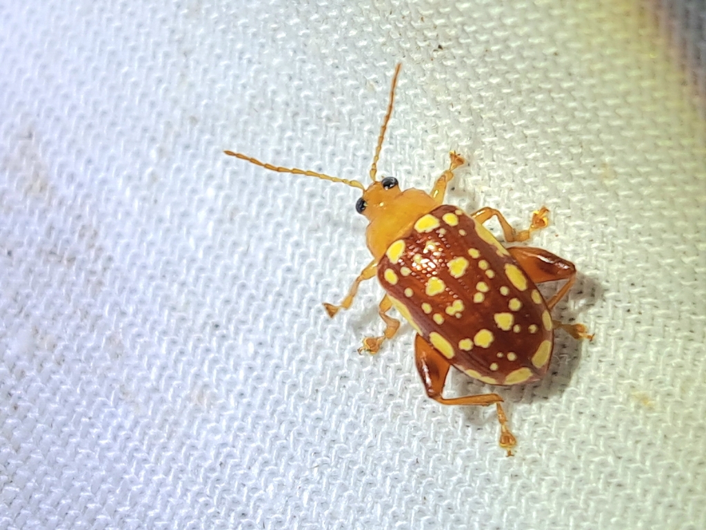 Ophrida