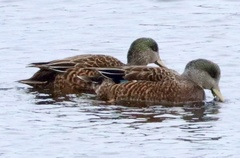 Anas platyrhynchos × Mareca americana