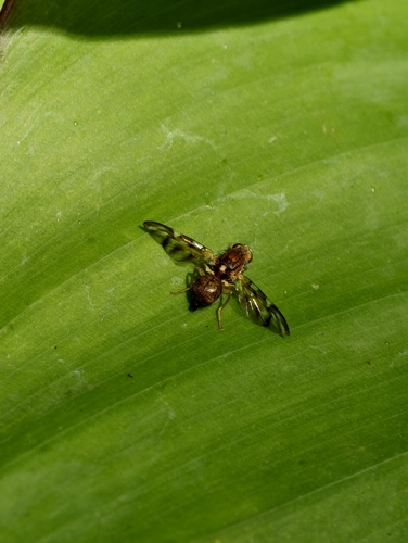 Euleia separata