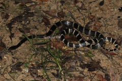 Bungarus multicinctus multicinctus