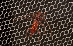 Coptocercus biguttatus