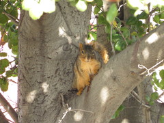 Sciurus niger