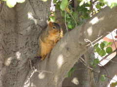 Sciurus niger