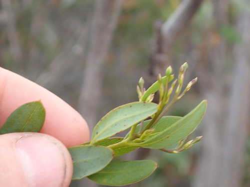 Marianthus bicolor (Marianthus bicolor)