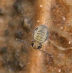 Sminthurinus henshawi