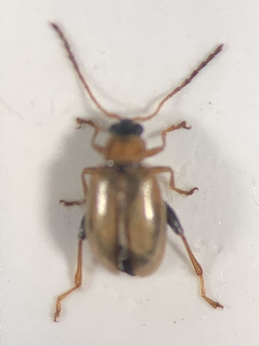 Longitarsus kutscherai