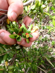 (c) Em Lamond, some rights reserved (CC BY) Nematolepis phebalioides, photograph (c) Em Lamond, some rights reserved (CC BY)