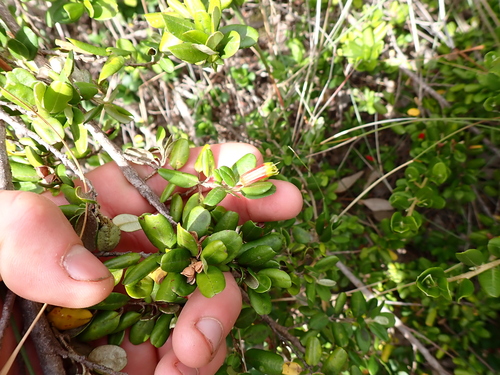 Nematolepis phebalioides, photograph 2